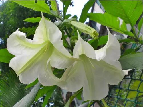 花兒雖美，引入室內(nèi)需謹(jǐn)慎
