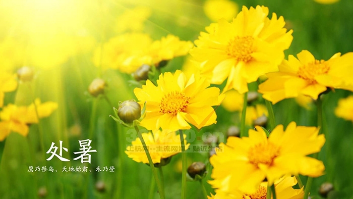 今日處暑，漸入秋境。